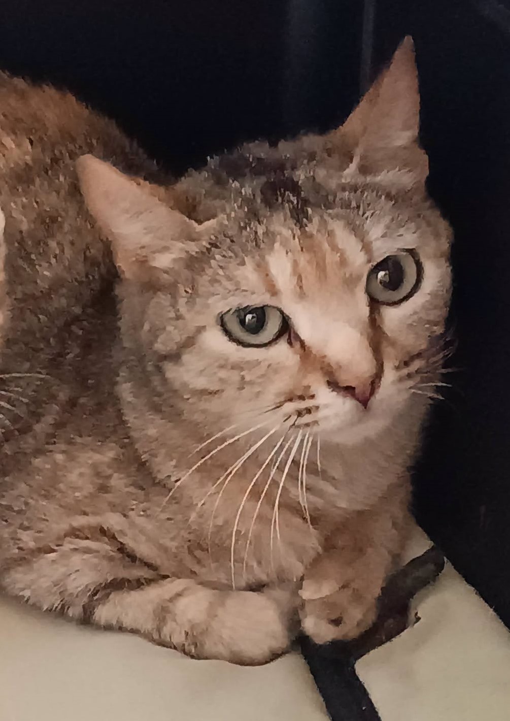 Emilia_Adopción